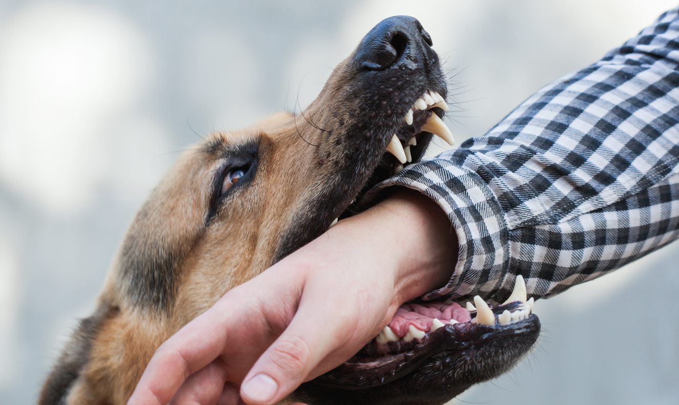 What Happens if a Dog Bites Someone on Your Property?